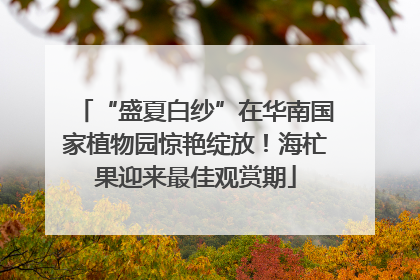 “盛夏白纱”在华南国家植物园惊艳绽放！海杧果迎来最佳观赏期