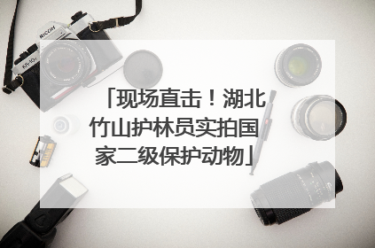 现场直击！湖北竹山护林员实拍国家二级保护动物