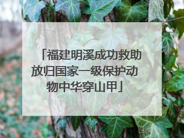 福建明溪成功救助放归国家一级保护动物中华穿山甲