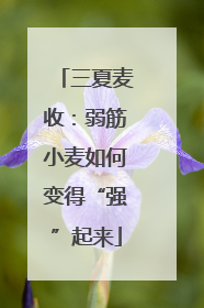 三夏麦收：弱筋小麦如何变得“强”起来