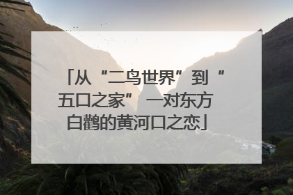 从“二鸟世界”到“五口之家” 一对东方白鹳的黄河口之恋