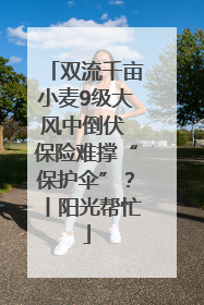 双流千亩小麦9级大风中倒伏 保险难撑“保护伞”？丨阳光帮忙