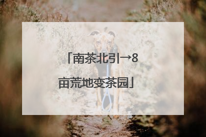 南茶北引→8亩荒地变茶园