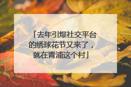 去年引爆社交平台的绣球花节又来了，就在青浦这个村
