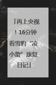 再上央视！16分钟看雪豹“凌小蛰”康复日记