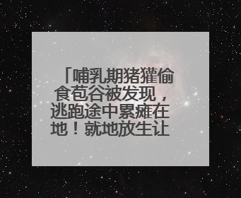哺乳期猪獾偷食苞谷被发现，逃跑途中累瘫在地！就地放生让其回家“奶孩子”