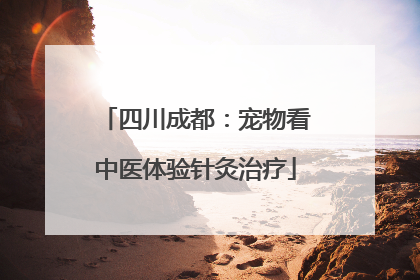 四川成都：宠物看中医体验针灸治疗