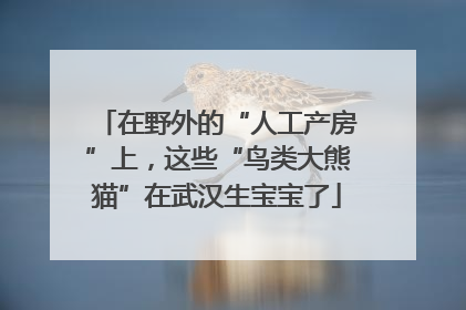 在野外的“人工产房”上，这些“鸟类大熊猫”在武汉生宝宝了