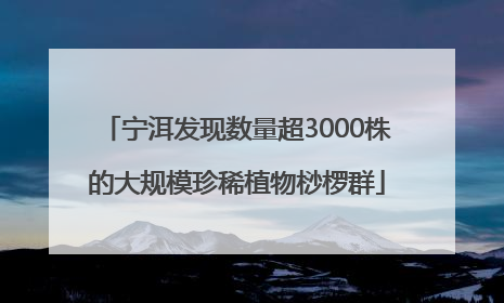 宁洱发现数量超3000株的大规模珍稀植物桫椤群