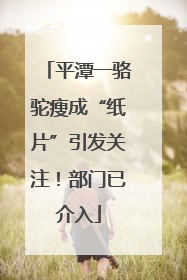 平潭一骆驼瘦成“纸片”引发关注！部门已介入