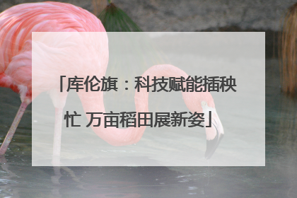 库伦旗：科技赋能插秧忙 万亩稻田展新姿