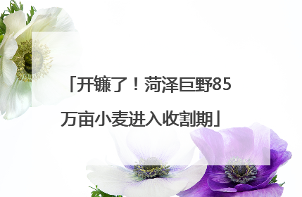 开镰了！菏泽巨野85万亩小麦进入收割期