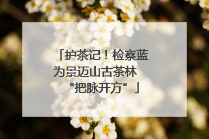 护茶记！检察蓝为景迈山古茶林 “把脉开方”