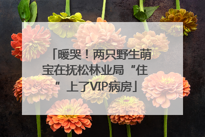 暖哭！两只野生萌宝在抚松林业局“住”上了VIP病房