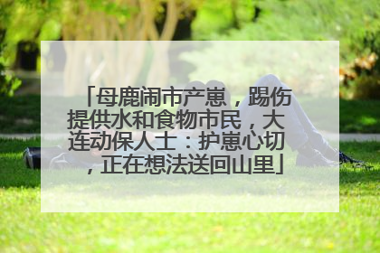 母鹿闹市产崽，踢伤提供水和食物市民，大连动保人士：护崽心切，正在想法送回山里