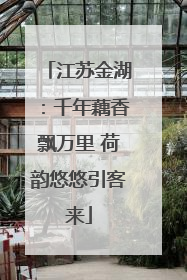 江苏金湖：千年藕香飘万里 荷韵悠悠引客来