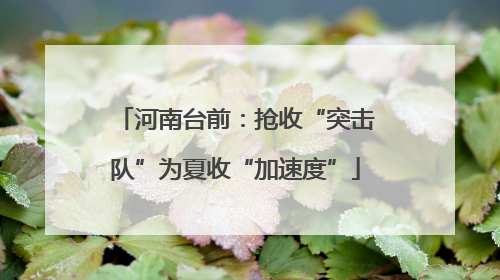 河南台前：抢收“突击队”为夏收“加速度”
