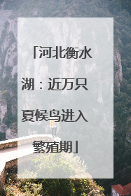 河北衡水湖：近万只夏候鸟进入繁殖期
