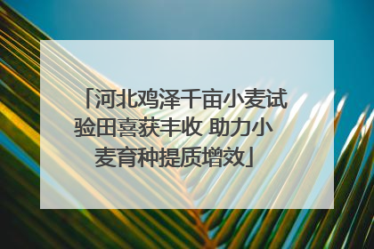 河北鸡泽千亩小麦试验田喜获丰收 助力小麦育种提质增效