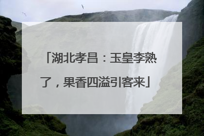 湖北孝昌：玉皇李熟了，果香四溢引客来