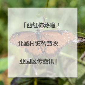 西红柿熟啦！北臧村镇智慧农业园区传喜讯
