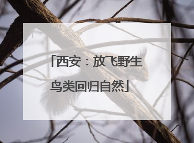 西安：放飞野生鸟类回归自然