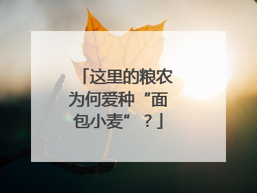 这里的粮农为何爱种“面包小麦”？