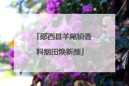 郧西县羊尾镇香料烟田焕新颜