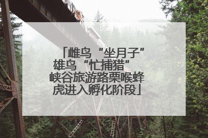 雌鸟“坐月子”雄鸟“忙捕猎” 峡谷旅游路栗喉蜂虎进入孵化阶段