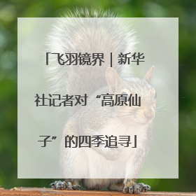 飞羽镜界｜新华社记者对“高原仙子”的四季追寻