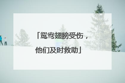鸳鸯翅膀受伤，他们及时救助