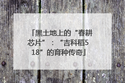 黑土地上的“春耕芯片”：“吉科稻518”的育种传奇