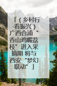 （乡村行·看振兴）广西合浦“香山鸡嘴荔枝”进入采摘期 将与西安“梦幻联动”